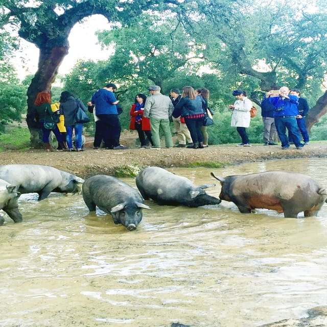 From Seville: Iberian Ham Full-Day Tour to Aracena - Who Will Love This Tour?