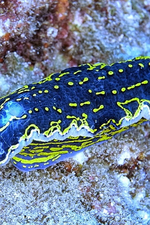 From Side: Guided Scuba Diving in Alanya w/ Lunch & Transfer - FAQ