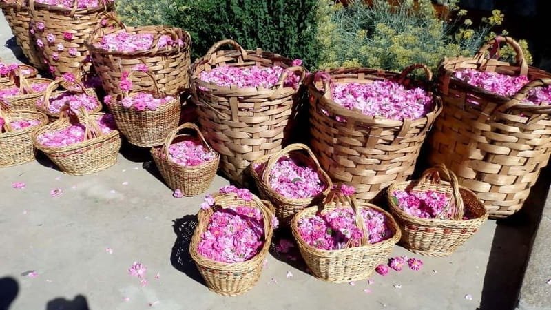 From Sofia: The Rose Valley & Koprivshtitsa 12 hrs Day Tour - Exploring the Heart of Bulgaria: A Detailed Journey