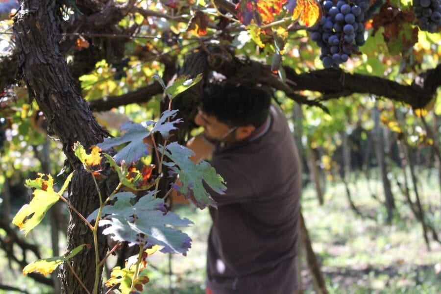 From Sorrento: Full-Day Pompeii & Wine Tasting Tour - The Wines and Lunch at Bosco dei Medici: A Hidden Gem