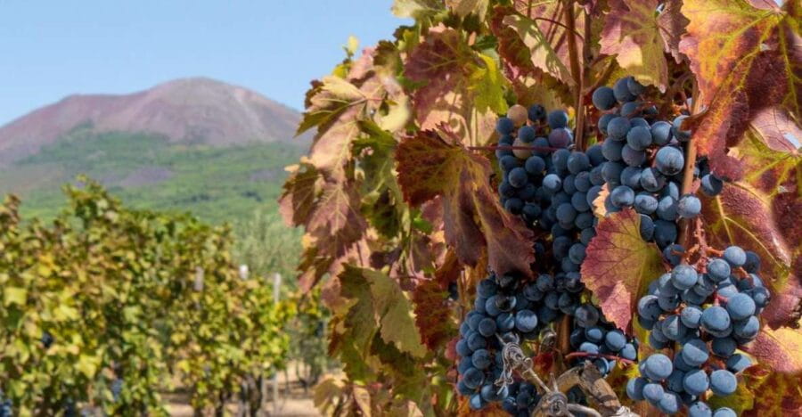 From Sorrento: Herculaneum Guided Tour with easy Lunch - Price and Value Analysis