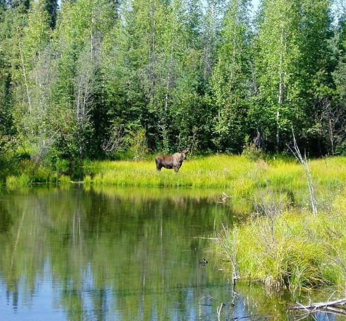 From Stockholm: Moose & Wildlife Safari with Campfire Dinner - Wildlife Sightings and Animal Tracking