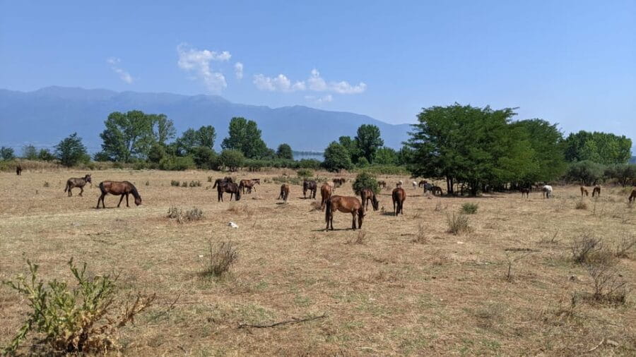 From Thessaloniki: Lake Kerkini, Boat Ride & Winery Day Tour - Tasting Buffalo Milk Products at a Local Pastry Shop