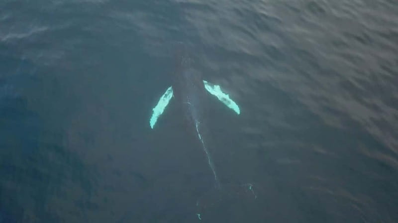 From Tromsø: All-Inclusive Whale & Orca Safari - Cruising the Fjords: Scenic Beauty as a Warm-Up