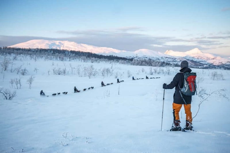 From Tromsø: Guided Husky Snowshoe Hike and Husky Camp Visit - How This Tour Stands Out