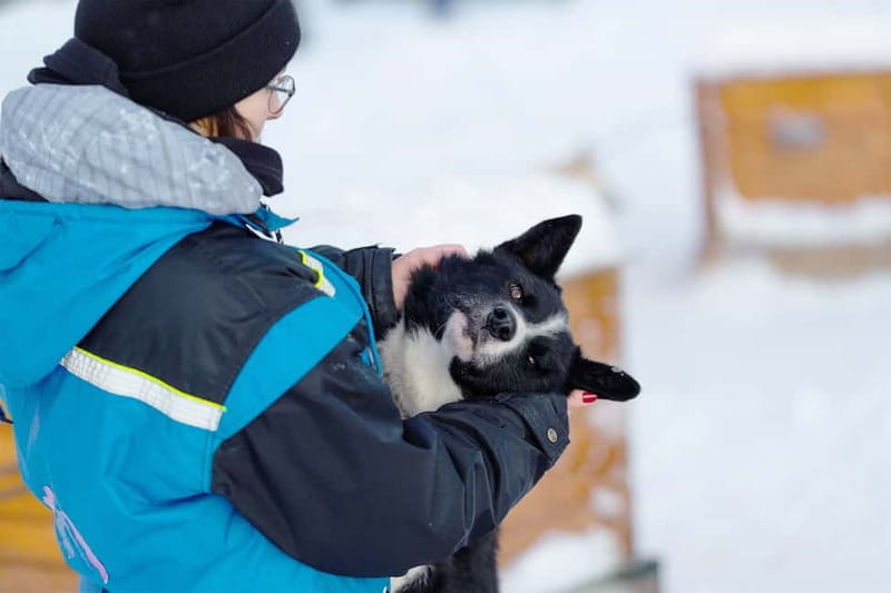 From Tromsø: Husky Experience with Self-Drive Dog Sled Ride - The Cozy Post-Ride Atmosphere and Learning Experience