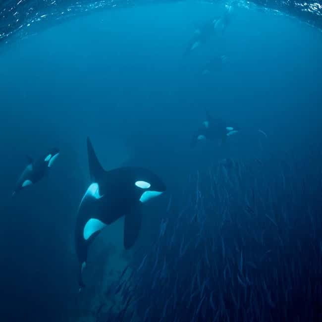 From Tromsø: Skjervoy Whale Watching RIB Boat Tour - The Value and Who It’s Best For