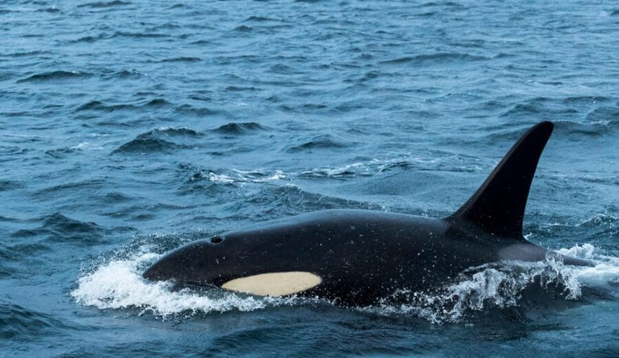 From Tromsø: Whale Watching RIB Safari at Skjervøy - Frequently Asked Questions