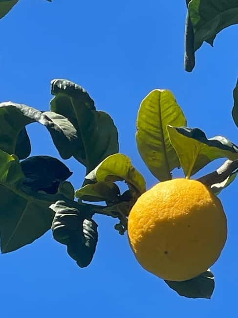 From Tropea: Tour Gallicianò, Pentedattilo & Bergamot - Who Is This Tour Best For?