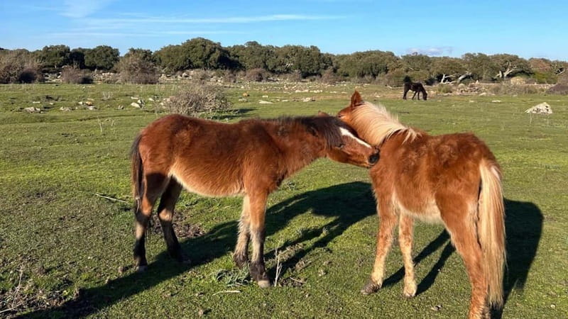 From Tuili: trekking in the Giara Park - Who Is This Tour Best For?