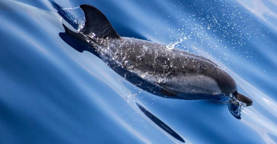 From Villefranche-sur-Mer: Guided Dolphin-Watching Tour - The Itinerary: A Day on the Mediterranean