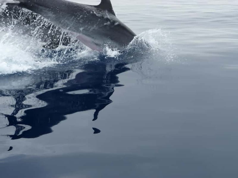 Fuengirola : 2 hours LUXURY Yacht Dolphin Trip DRINKS SNACKS - The Value of Snacks, Drinks, and Comfort