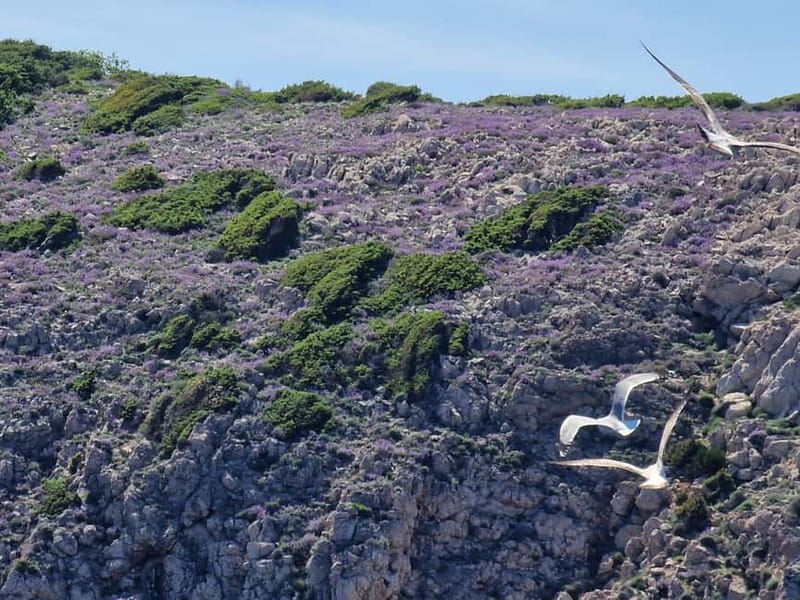 Full day boat-trip Medulin, blue Cave, Cres + dolphin search - Cres Island: Charming, quiet, and full of surprises
