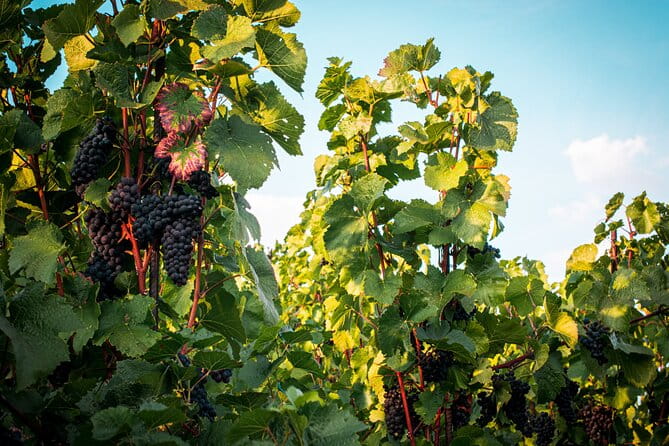 Full Day Private Tour to Kutná Hora with Wine Tasting - The Cultural and Culinary Heart of the Tour