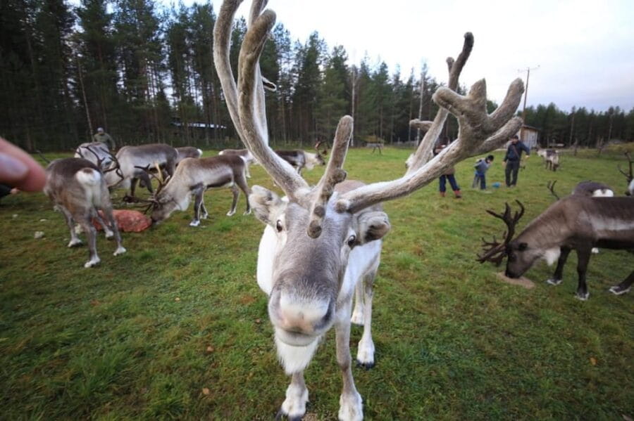 Full day: Reindeer Farm, Santa Claus Village & Husky Park - Key Points / Takeaways
