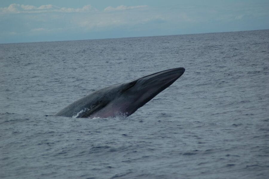 Funchal: Dolphin and Whale Watching Catamaran Cruise - Practical Details: Tips for a Great Trip