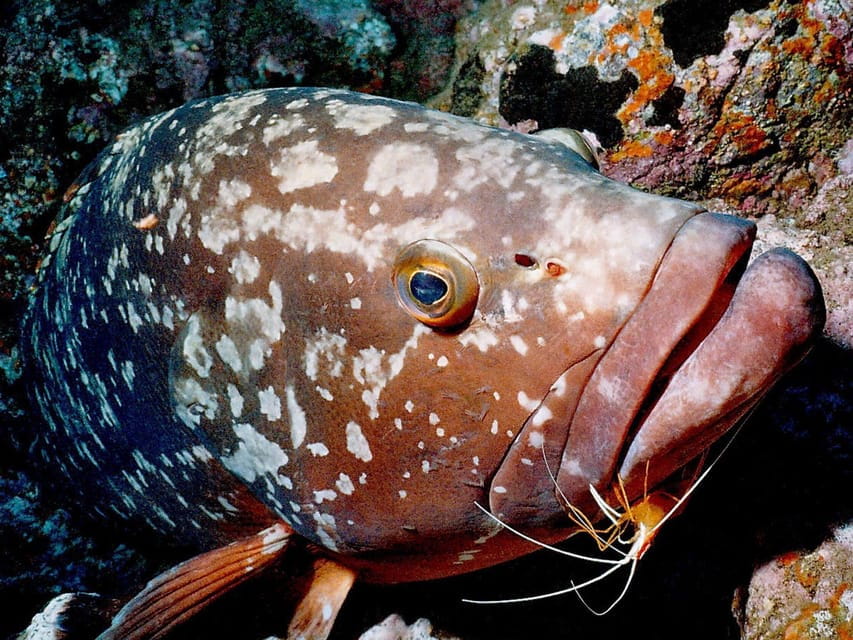 Funchal: Garajau national park - certified divers - Who Is This Dive Best For?