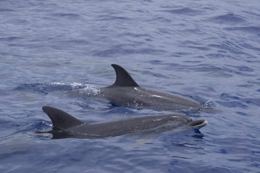 Funchal: Sunset over water by RIB boat +opt Dolphin/Whale - What You Can Expect From Start to Finish