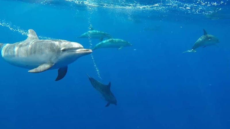 Funchal: Whale Watching and Swimming with Dolphins Cruise - Exploring the Experience in Detail