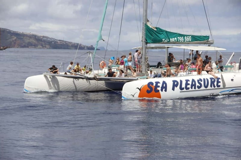 Funchal:Hop-on Hop-off Bus & Whale & Dolphin boat Excursion - The Sum Up: Is This Tour Worth Your Time?