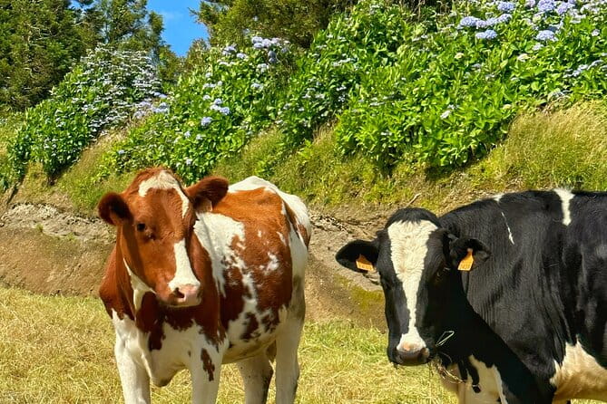 Furnas - Thermal Pools - Private Jeep Tour with Local Guide - Who Is This Tour Best For?