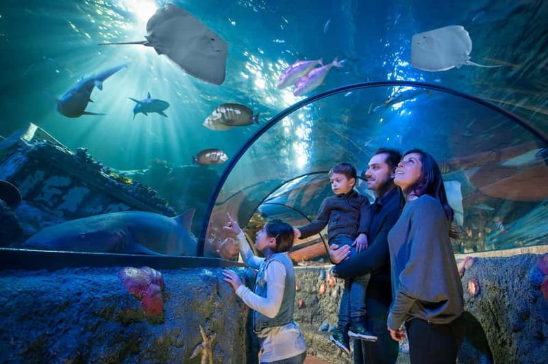 Gardaland SEA LIFE Aquarium: Open Date Entry Ticket - The Marine Life Collection: What You’ll See