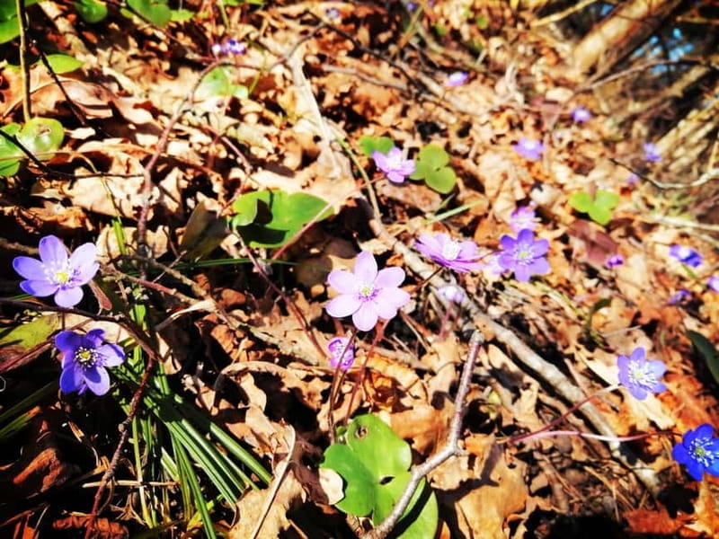 Gauja National Park Guided Hiking Tour - Exploring Latvia’s Nature and Heritage on Foot