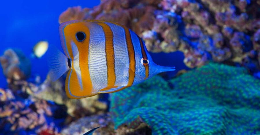 Genoa: Aquarium & Christopher Columbus' House Entry Tickets - Practical Tips to Maximize Your Visit