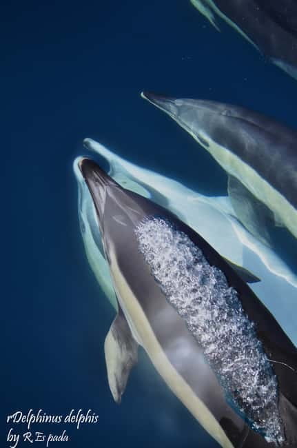 Gibraltar: Dolphin Watching Tour - What to Expect on the Dolphin Watching Tour