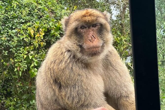 Gibraltar, Mijas and Marbella Private Tour From Malaga Province - Price and Value Analysis