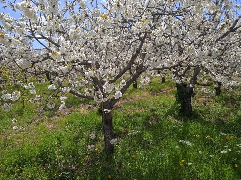 Gioia: E-Bike Ride and Cooking Class in Countryside - Entering the Heart of Puglia: What You’ll Experience