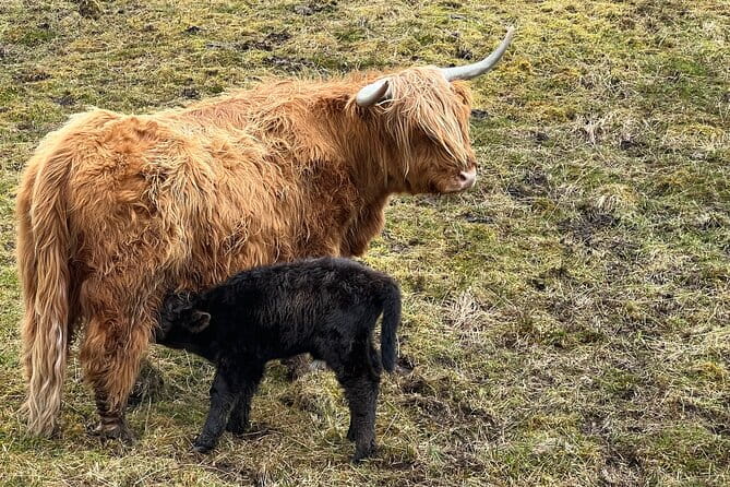 Glasgow Greenock Shore Excursion Highland Lochs, Castles & Glens - Who this tour suits best