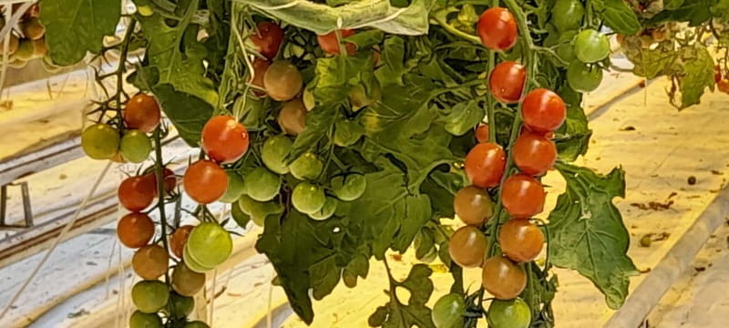 Golden Circle Private Tour with a Local - Logistics and Comfort: What to Expect