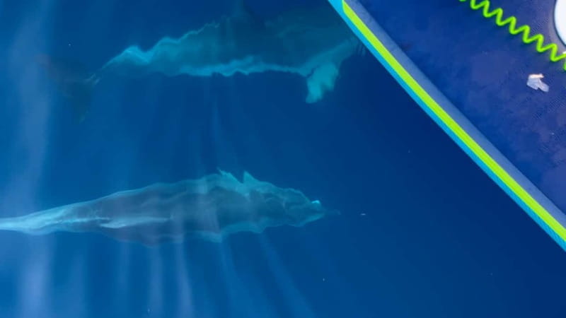 Golfo Aranci, Sup with Dolphins under the Stars - The Experience Begins: From Beach to Nighttime Adventure