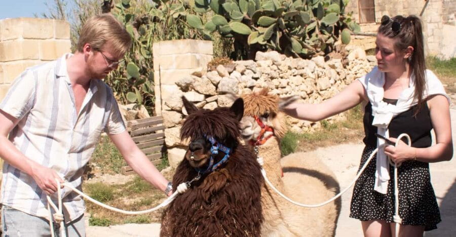 Gozo Alpaca Walks : with feeding and farm visit - FAQ