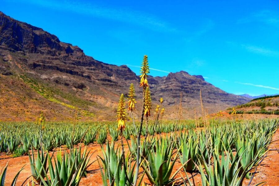 Gran Canaria Highlights Full-Day Tour by Bus - Who Will Love This Tour?