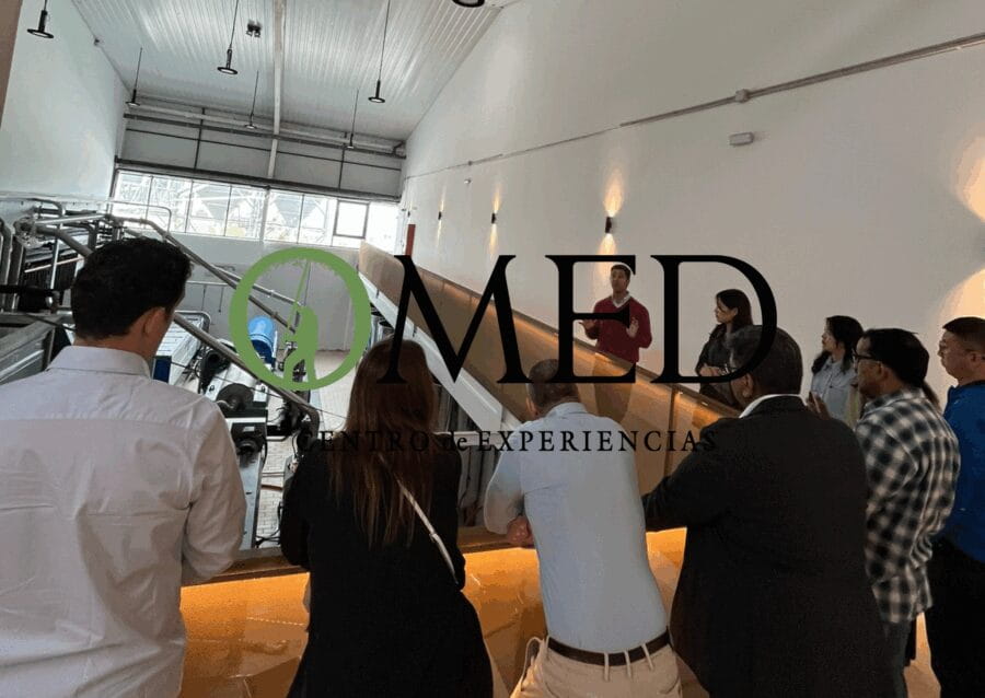 Granada in EVOO: Guided tour and unique sensorial tasting - The Sensory Tasting: A Flavor Journey