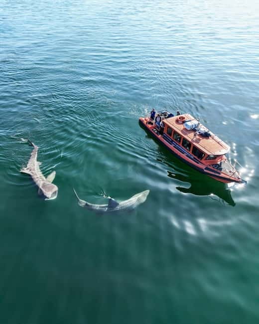 Great Blasket Island Wildlife Tour with Island Landing - FAQs