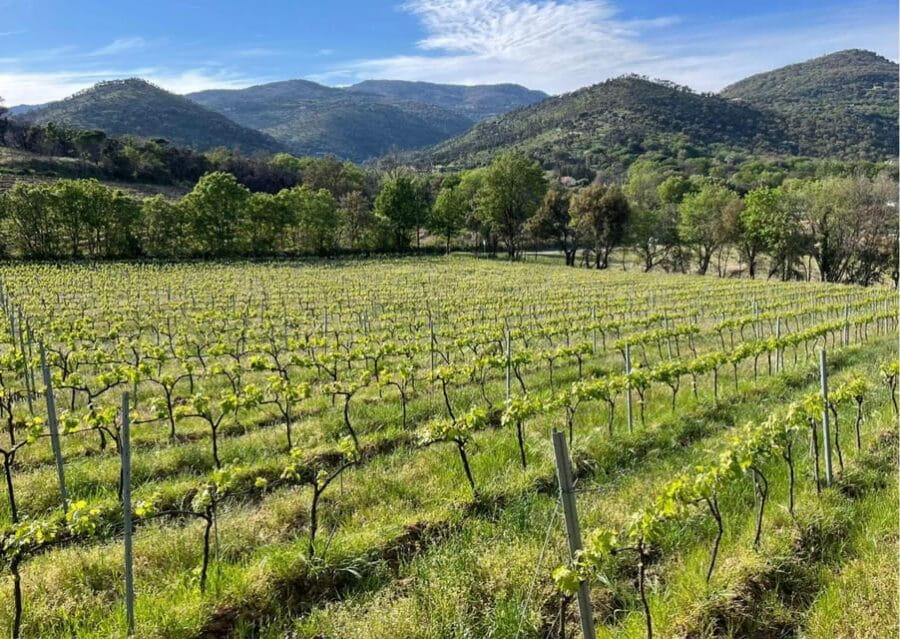 Grimaud: Horseback Riding & Wine Tasting in Maures Forest - The Experience in Detail: What You Can Expect