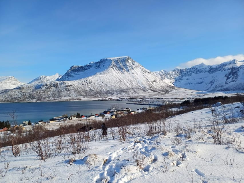 Grøtfjord, Tromsø. Unique Artic scenic route. - Wildlife Encounters: Reindeer, Eagles, and More