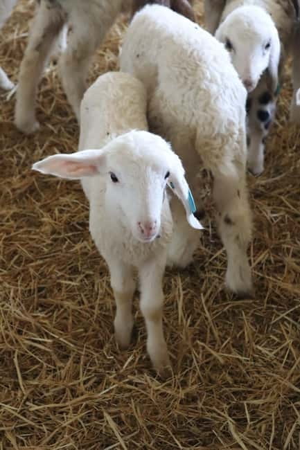 Guide Visit to the old Cheese Factory - Why This Tour Offers Good Value