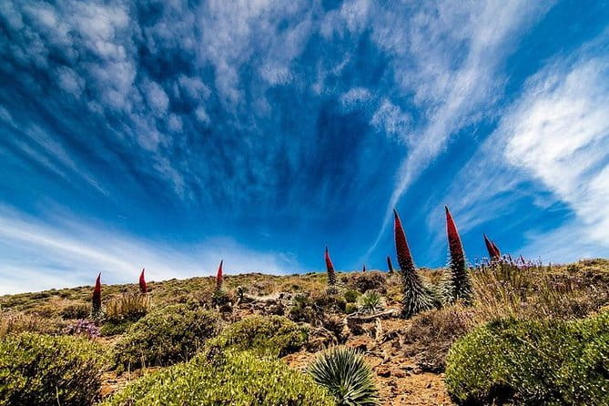 Guided Hike - The Tajinaste Trail - Exploring the Tajinaste Trail: An In-depth Look