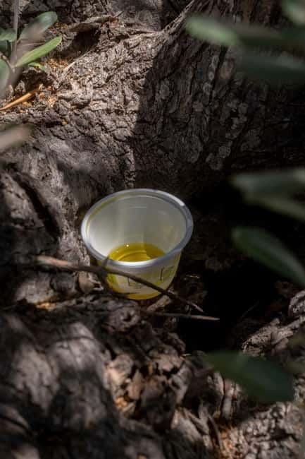 Guided oil tasting with tour of olive grove in Agrigento - What’s Included and What to Consider