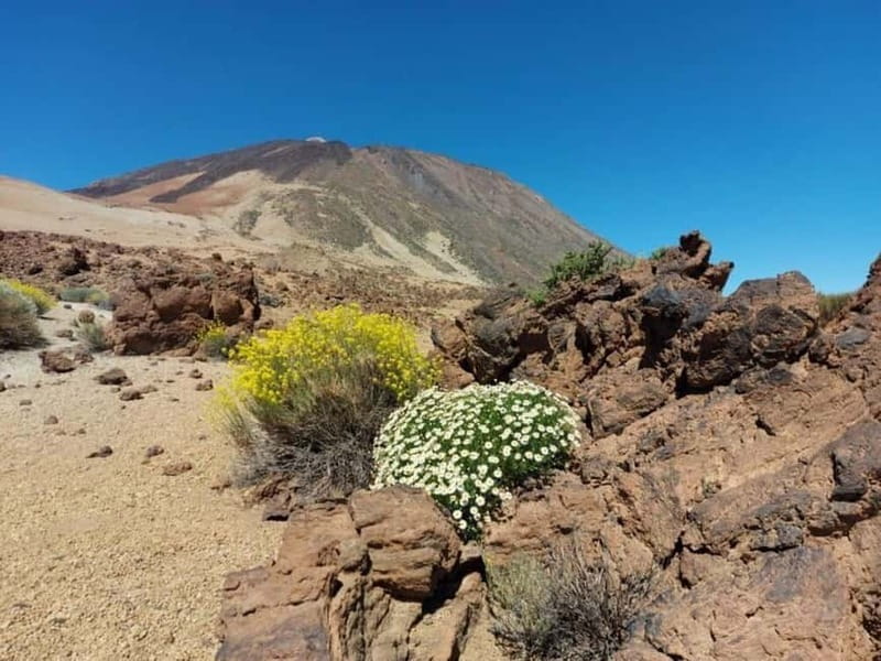 Guided tour guide through Roques de Garcia - Teide National Park - Flora and Fauna: A Botanical Wonderland