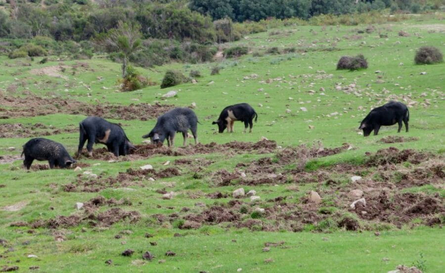 Gulf of Orosei: 4X4 tour between Mountains & Beaches - Who Will Love This Tour?