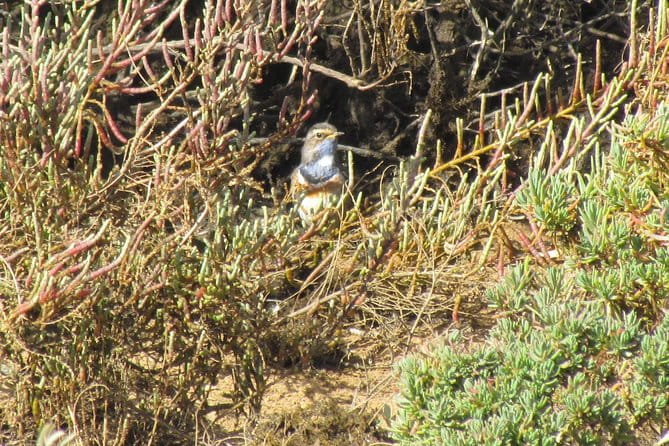 Half-day birdwatching at Alvor dunes - FAQ