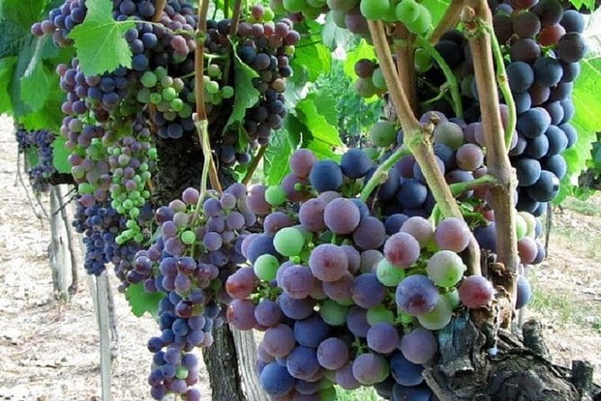 Half-Day Chianti Wine and Olive Oil Tour from Viareggio - Visiting Vinci: The Birthplace of a Genius