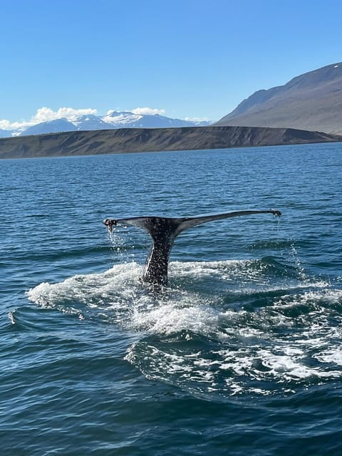 Hauganes: Whale Watching North Iceland - The Journey from Hauganes