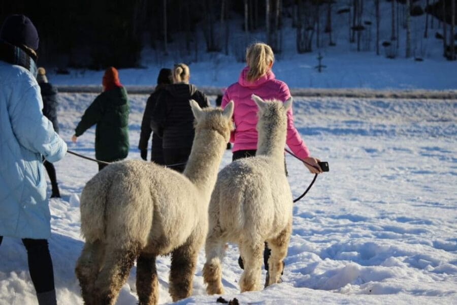 Helsinki: Alpaca Farm Tour with Guided Walk (private) - The Value and Practicalities