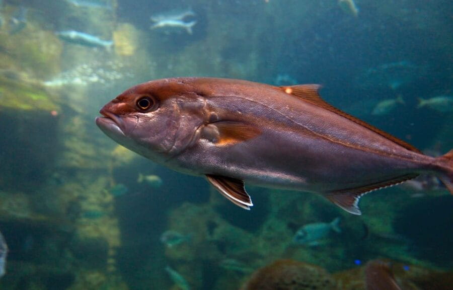 Heraklion: Family Fun Day with Dinosauria and CRETAquarium - The Dinosaur Park: A Prehistoric Adventure